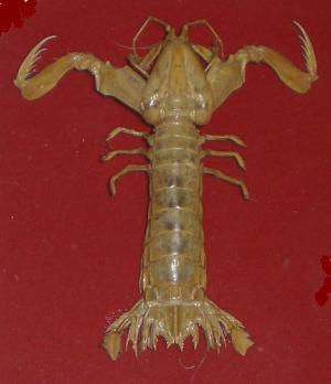 Rissoides desmaresti G.N.L. 1 male.bmp